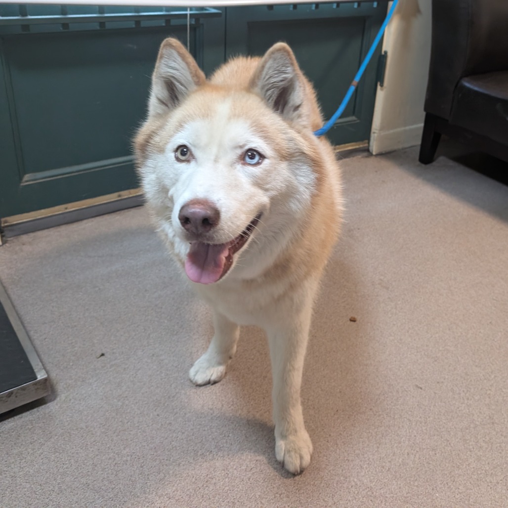 Shelter Stray Female Dog last seen , 361 S Raymond Ave, Pasadena, CA 91105, USA