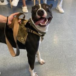 Shelter Stray Unknown Dog last seen , 12910 Yukon Ave, Hawthorne, CA 90250, USA