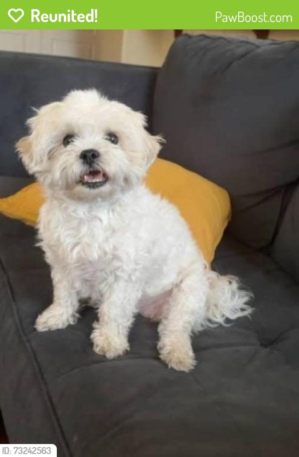 Reunited Female Dog last seen Sheperds & Pioneer, South Lake Tahoe, CA 96150