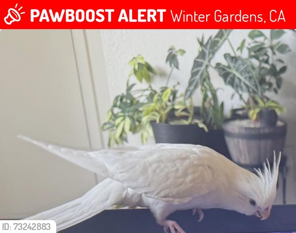 Lost Female Bird last seen Pepper Dr & Winter Gardens Blvd, Winter Gardens, CA 92021