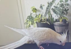 Lost Female Bird last seen Pepper Dr & Winter Gardens Blvd, Winter Gardens, CA 92021