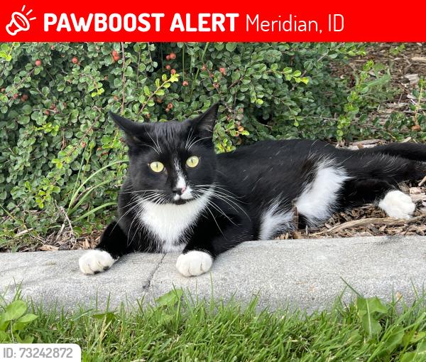 Lost Male Cat last seen franklin and eagle, Meridian, ID 83642