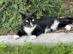 Lost Male Cat last seen franklin and eagle, Meridian, ID 83642