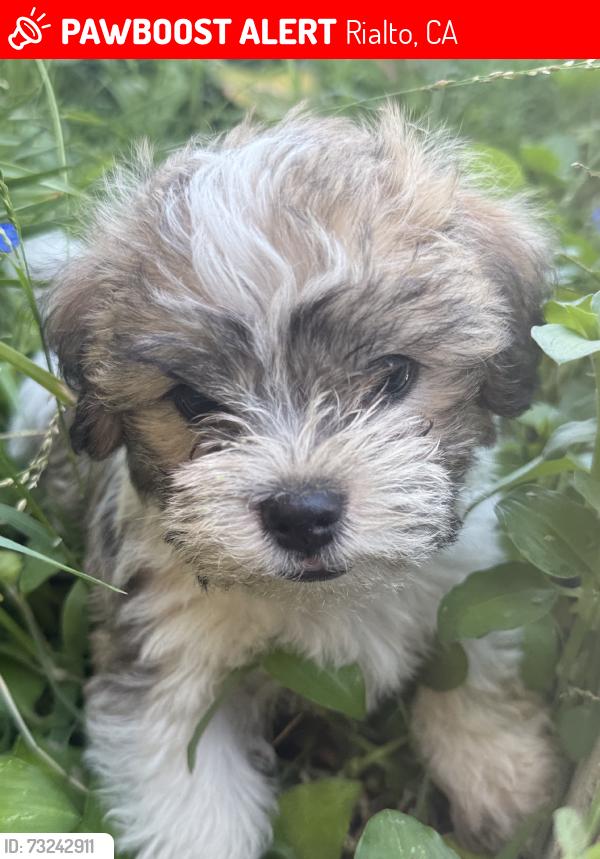 Lost Male Dog last seen Baseline rd, Rialto, CA 92376