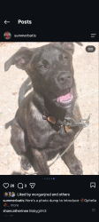 Lost Female Dog last seen Laurel and black also around Midland and black, Joliet, IL 60435