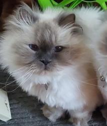 Reunited Male Cat last seen Near Willowbrook Ave, Stratham, NH 03885
