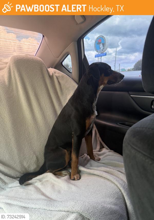 Found/Stray Male Dog last seen Hes at a shelter we tried to find owner he is not microchipped, Hockley, TX 77447