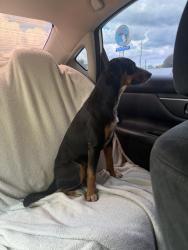 Found/Stray Male Dog last seen Hes at a shelter we tried to find owner he is not microchipped, Hockley, TX 77447
