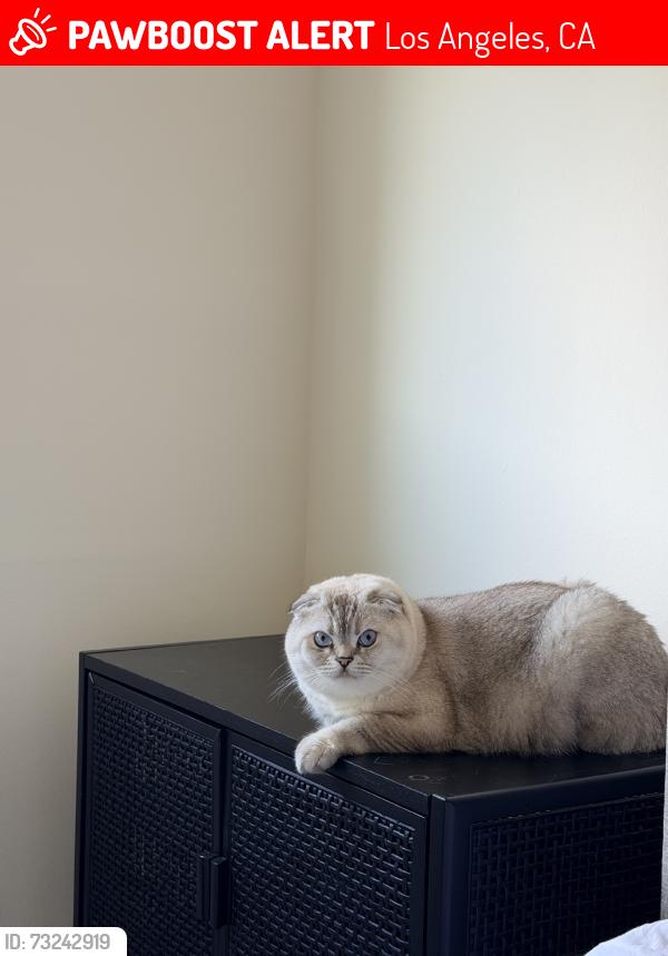 Lost Male Cat last seen Near lull st, Los Angeles, CA 91335
