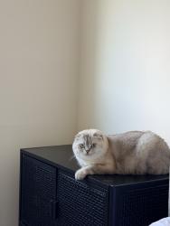 Lost Male Cat last seen Near lull st, Los Angeles, CA 91335