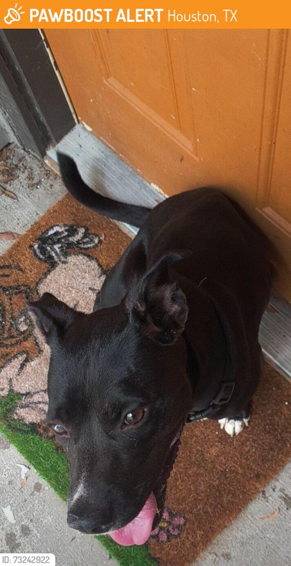 Rehomed Female Dog last seen Near Woerner Rd, Houston, TX 77090, USA, Houston, TX 77090