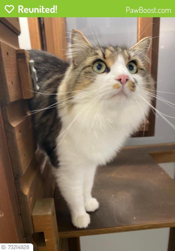 Reunited Male Cat last seen The Limes, Sudbury (Near long melford Dr surgery), Long Melford, England CO10 9SX