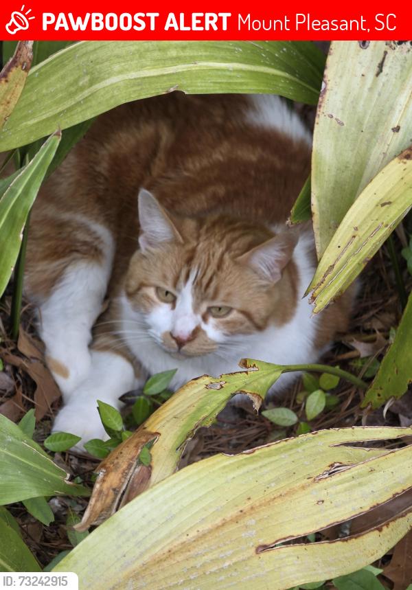 Lost Male Cat last seen Near Bagley Dr Mount pleasant SC 29466, Mount Pleasant, SC 29466