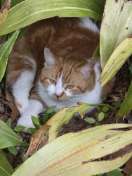 Lost Male Cat last seen Near Bagley Dr Mount pleasant SC 29466, Mount Pleasant, SC 29466