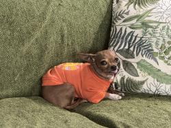 Reunited Male Dog last seen Brookwoods and Volmer, Houston, TX 77092