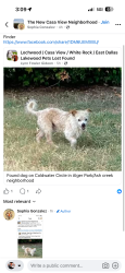 Lost Male Dog last seen Ash creek, Dallas, TX 75228