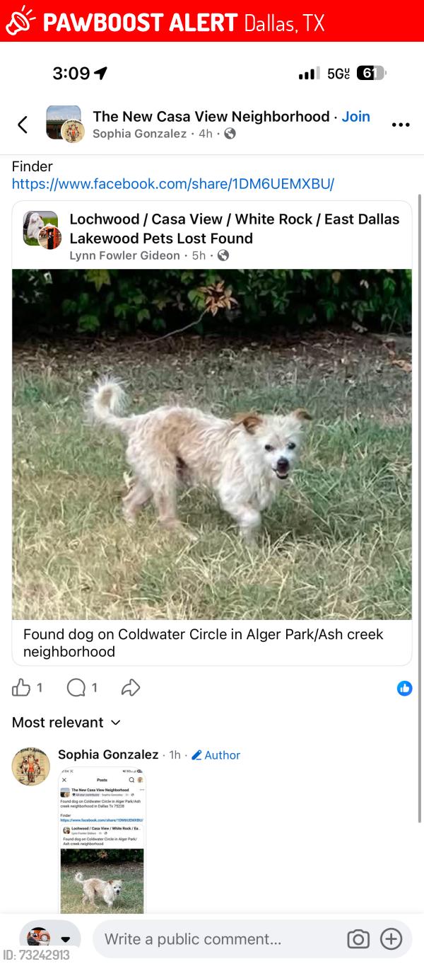 Lost Male Dog last seen Ash creek, Dallas, TX 75228