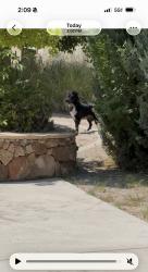 Found/Stray Unknown Dog last seen Willow wood, Albuquerque, NM 87123