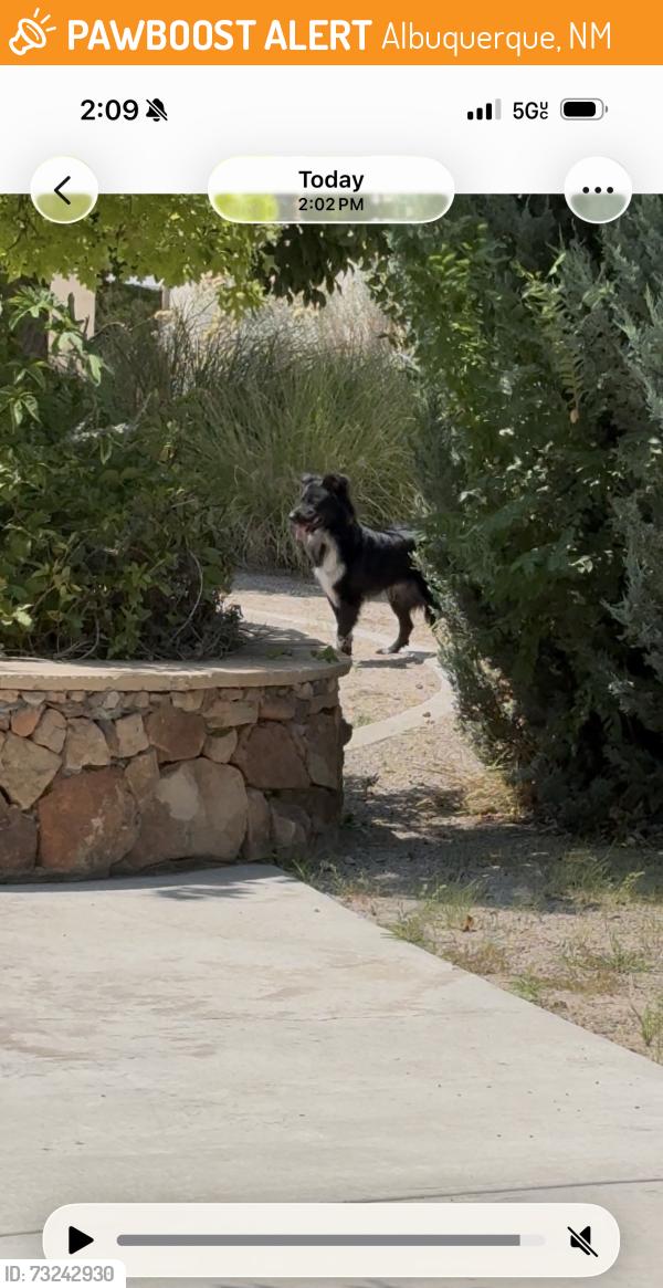 Found/Stray Unknown Dog last seen Willow wood, Albuquerque, NM 87123