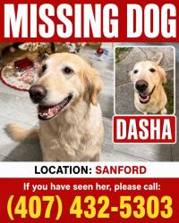 Reunited Female Dog last seen Near Douglas street Sanford Florida, Sanford, FL 32771