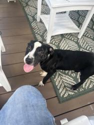 Found/Stray Male Dog last seen Water boy rd Fairburn ga, Fairburn, GA 30213