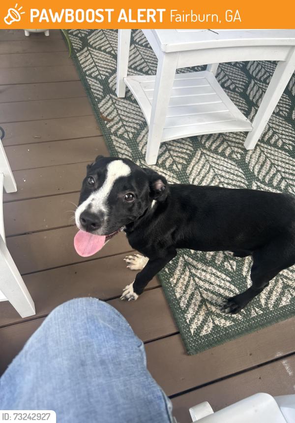 Found/Stray Male Dog last seen Water boy rd Fairburn ga, Fairburn, GA 30213