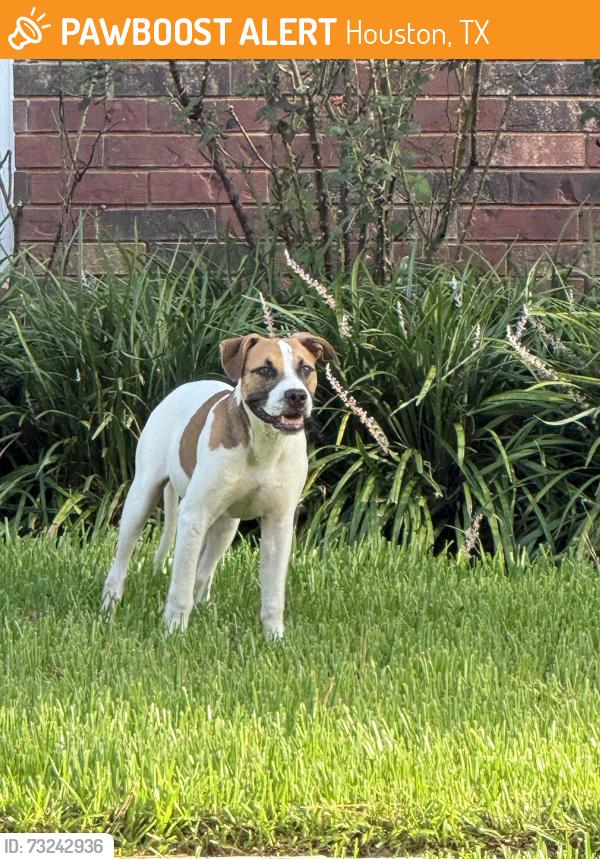 Found/Stray Male Dog last seen Windfern and Burger Ln, Houston, TX 77040