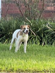 Found/Stray Male Dog last seen Windfern and Burger Ln, Houston, TX 77040