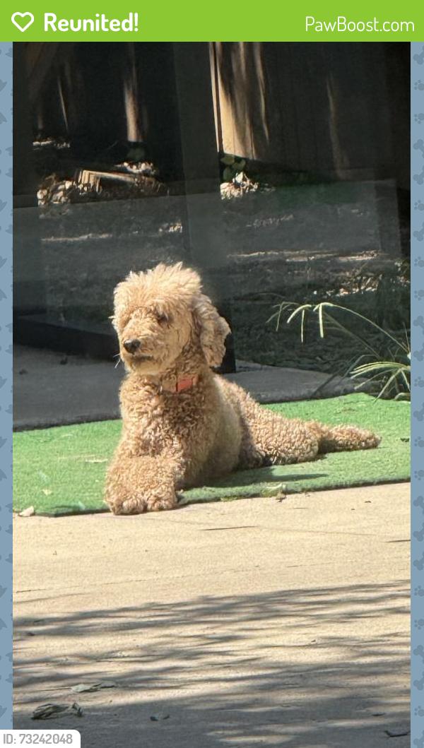 Reunited Male Dog last seen Briarwood and Hurstview, Hurst, TX 76053