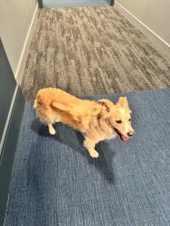 Found/Stray Unknown Dog last seen Near Kramer Lane Floor 3, Austin, TX 78758