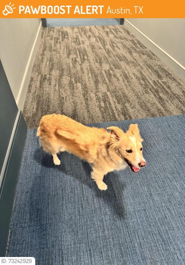 Found/Stray Unknown Dog last seen Near Kramer Lane Floor 3, Austin, TX 78758