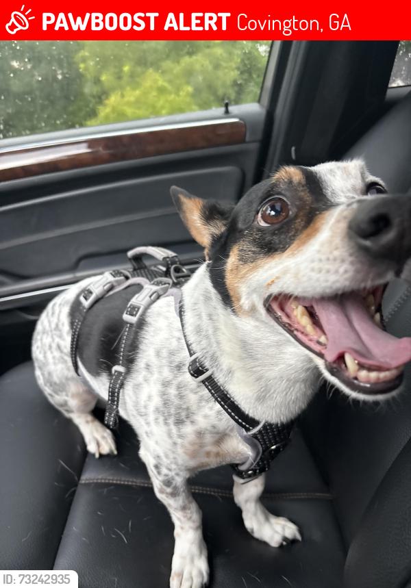 Lost Male Dog last seen Hwy 142 and industrial park mcdonaldst, Covington, GA 30014