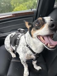 Reunited Male Dog last seen Hwy 142 and industrial park mcdonaldst, Covington, GA 30014