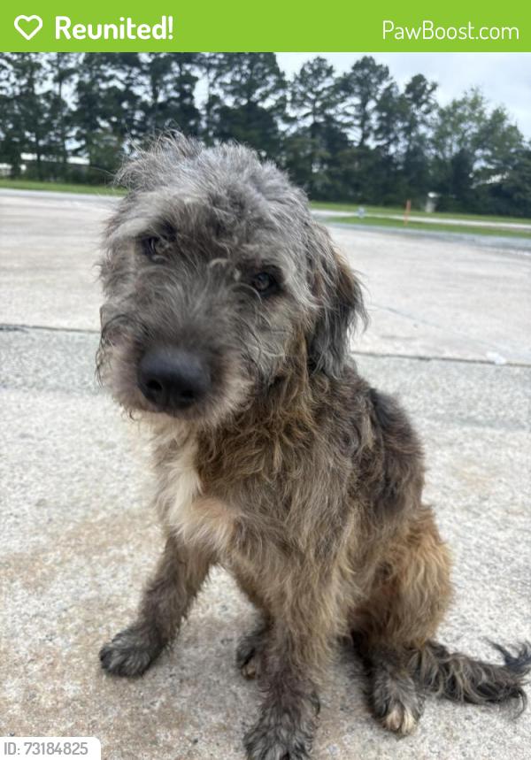 Reunited Male Dog last seen Found in Circle K parking lot by intersection McArthur Rd, Broadway, NC 27505