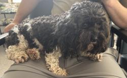 Found/Stray Female Dog last seen Boulevard, near the post office, Edmond, OK 73025