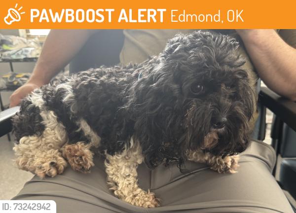 Found/Stray Female Dog last seen Boulevard, near the post office, Edmond, OK 73025