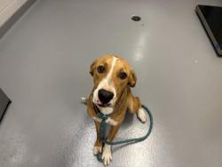 Shelter Stray Female Dog last seen CR 153, AGATE, 4556 Castleton Ct, Castle Rock, CO 80109, USA