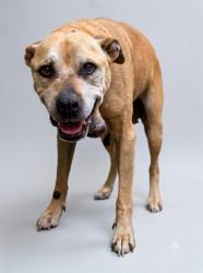 Shelter Stray Female Dog last seen HAMMOND FOREST BLVD, 2020 Forest St, Jacksonville, FL 32204, USA