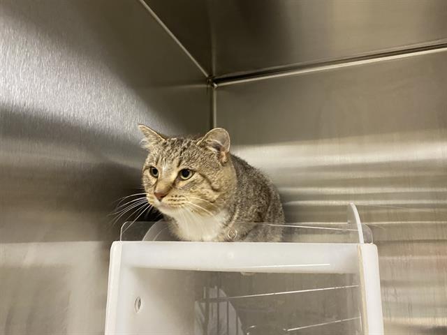 Shelter Stray Male Cat last seen Near BLOCK N 34TH ST, 3839 W Burnham St, West Milwaukee, WI 53215, USA