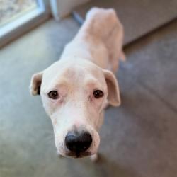 Shelter Stray Female Dog last seen EMERALDA ISLAND RD LEESBURG, 12280 County Rd 448, Tavares, FL 32778, USA