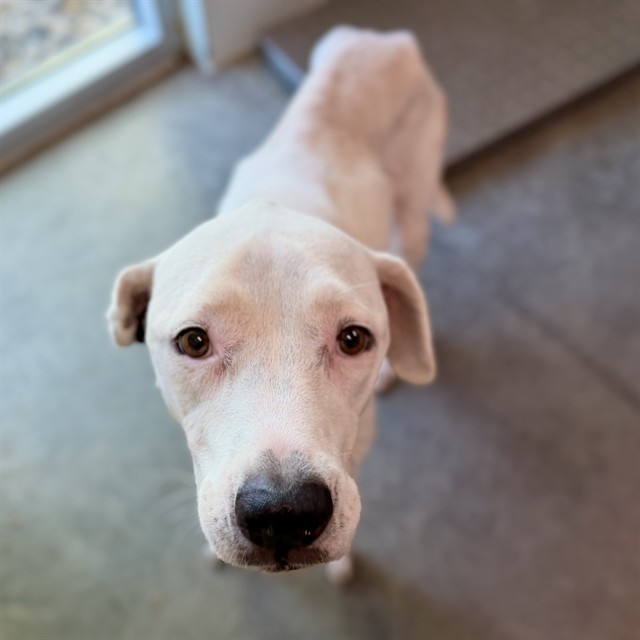 Shelter Stray Female Dog last seen EMERALDA ISLAND RD LEESBURG, 12280 County Rd 448, Tavares, FL 32778, USA