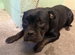 Shelter Stray Female Dog last seen 8TH AVE & FRANKLIN BLVD, 2127 Front St, Sacramento, CA 95818, USA