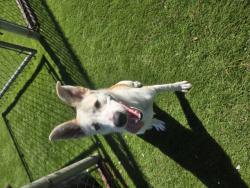 Shelter Stray Female Dog last seen 2ND AND LUGO, 333 Chandler Pl, San Bernardino, CA 92408, USA