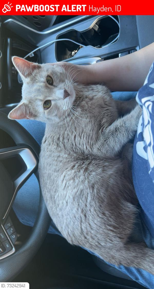 Lost Female Cat last seen Miles and maple, Hayden, ID 83835