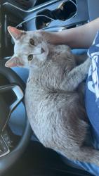 Lost Female Cat last seen Miles and maple, Hayden, ID 83835