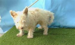 Shelter Stray Male Dog last seen , 216 W Victoria St, Gardena, CA 90248, USA