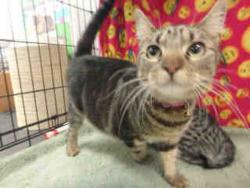 Shelter Stray Female Cat last seen , 14409 Vanowen St, Van Nuys, CA 91405, USA