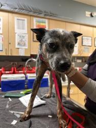 Shelter Stray Female Dog last seen LIMONITE/CAMINO REAL, 6851 Van Buren Boulevard, Jurupa Valley, CA 92509, USA