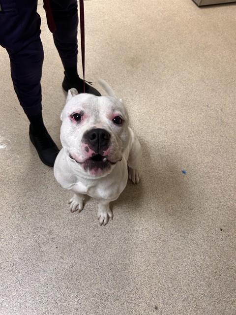 Shelter Stray Male Dog last seen CITRUS HEIGHTS DR\ MINNEOLA AVE RIVERSIDE CA, 925503`, 6851 Van Buren Boulevard, Jurupa Valley, CA 92509, USA