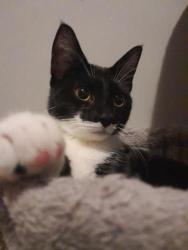 Reunited Female Cat last seen Henrietta Fire District, Rochester, NY 14623